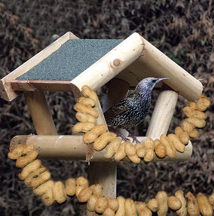 Pindaketting rijgen, vogels voederen
