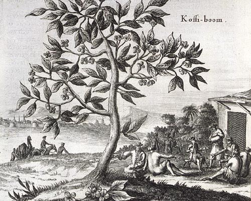 Kopi Luwak: de meest exclusieve koffie ter wereld.