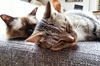 Wonden bij katten; hoe te behandelen?