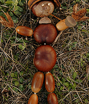 Herfst knutselen met kastanjes, eikels en dennenappels