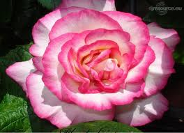 Top 10 de mooiste bloemen ter wereld