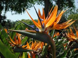 Top 10 de mooiste bloemen ter wereld
