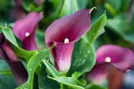 Top 10 de mooiste bloemen ter wereld