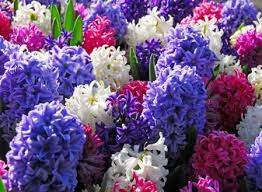 Top 10 de mooiste bloemen ter wereld