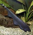 Mesvis of Knifefish