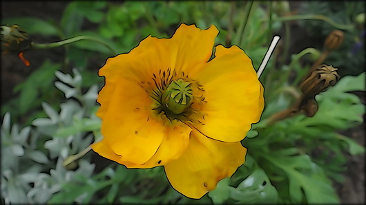 Spelen met bloemen