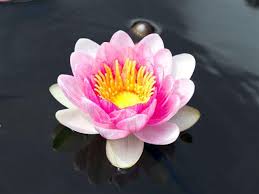 Top 10 de mooiste bloemen ter wereld