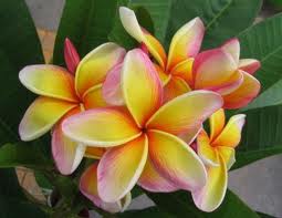 Top 10 de mooiste bloemen ter wereld