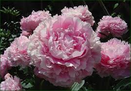 Top 10 de mooiste bloemen ter wereld