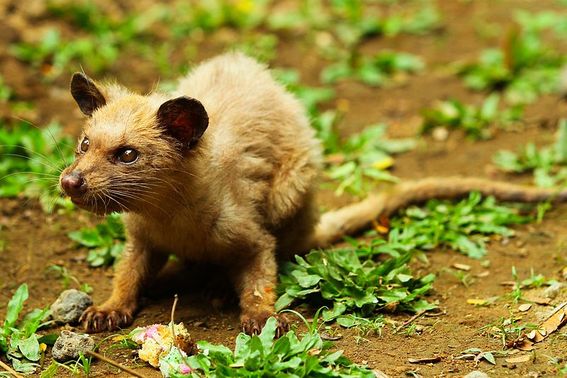 Kopi Luwak: de meest exclusieve koffie ter wereld.