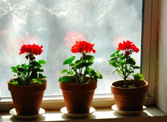 Mag ik drie geraniums, een stoel en oplettende ogen