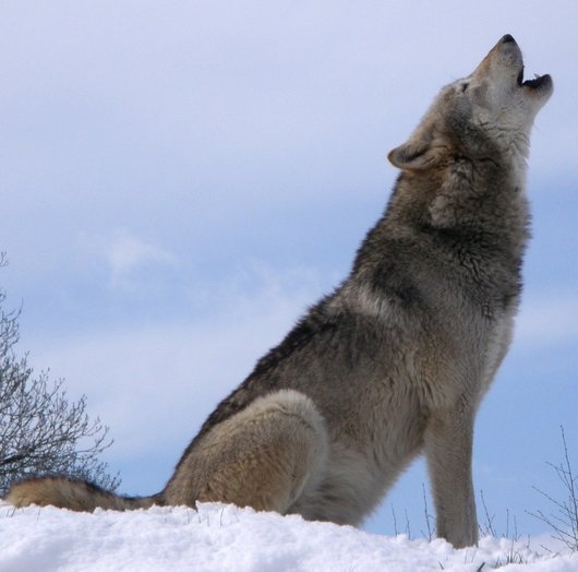 Huilen met de wolven
