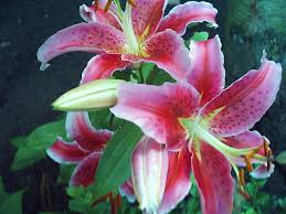 Top 10 de mooiste bloemen ter wereld