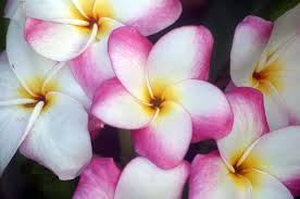 Top 10 de mooiste bloemen ter wereld
