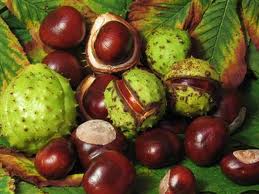 Herfst knutselen met kastanjes, eikels en dennenappels